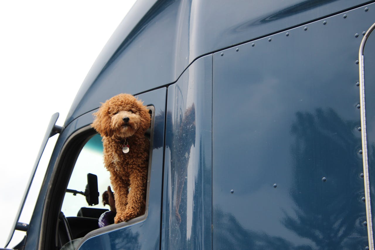 Adorable fluffy dog poking out of a truck window, showcasing a joyful moment on a road trip.